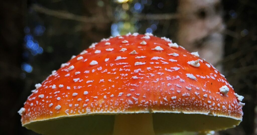 Amanita muscaria mushroom with a red, white-spotted cap growing in moss