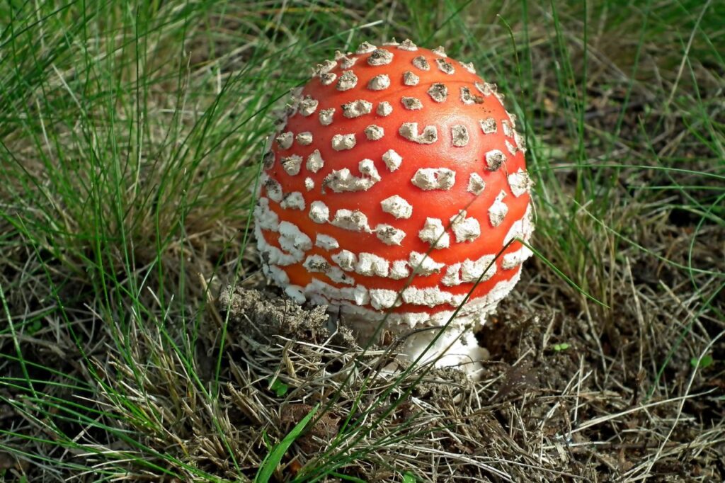 Red fly agaric mushroom (Amanita muscaria) in a forest