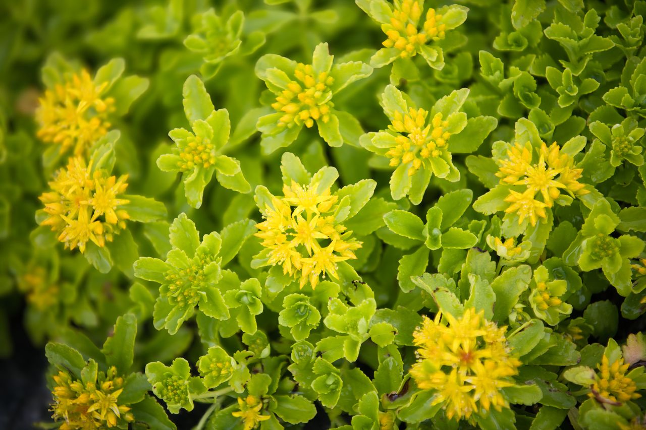 Yellow stonecrop flowers and succulent leaves