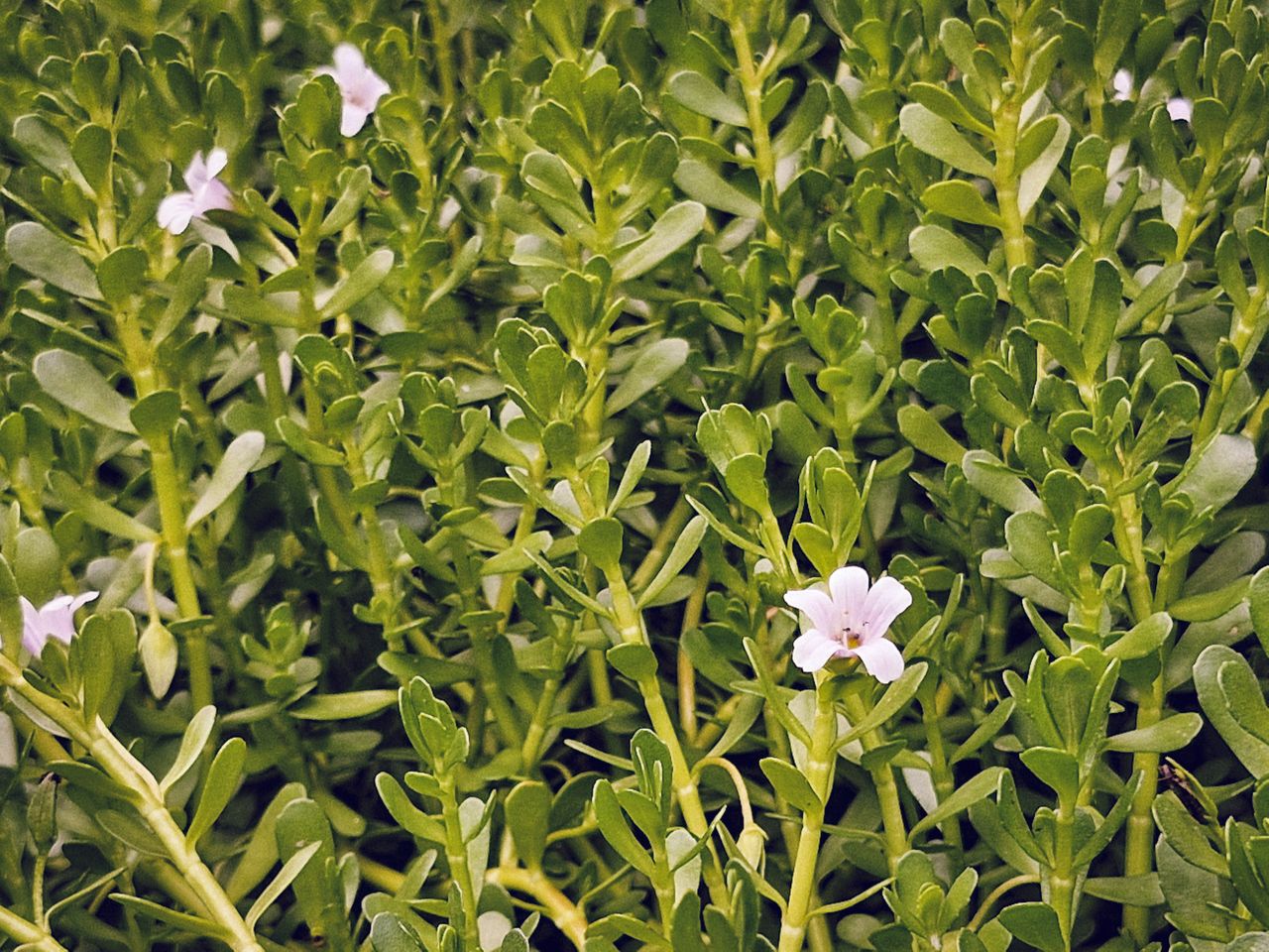 Small white flowers and leaves of a creeping bacopa plant