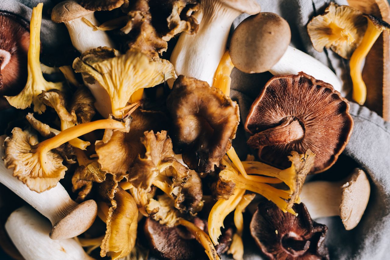 Dried wild mushrooms on a fabric surface