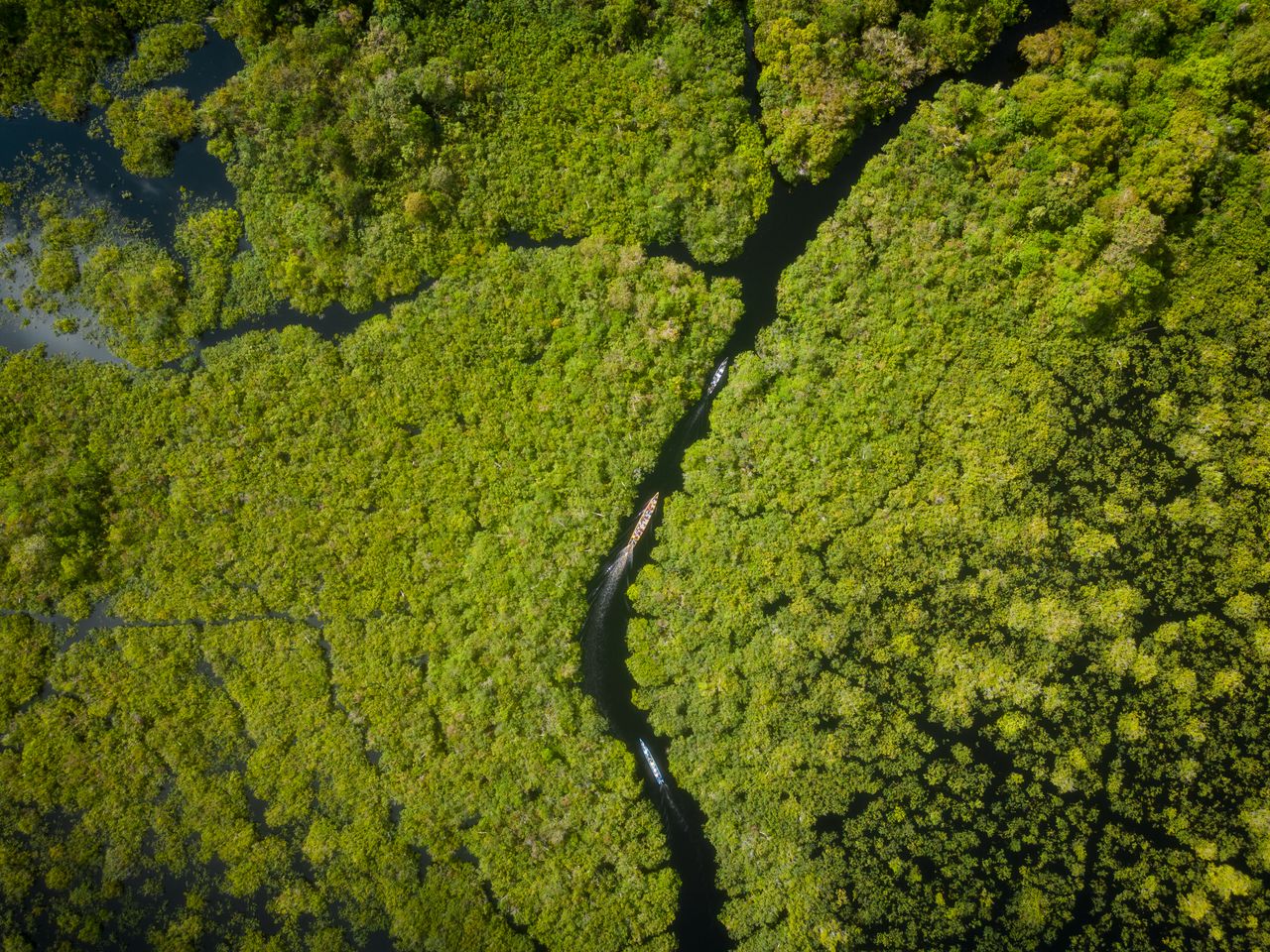 Aerial view of the rainforest canopy in Central Kalimantan, Borneo