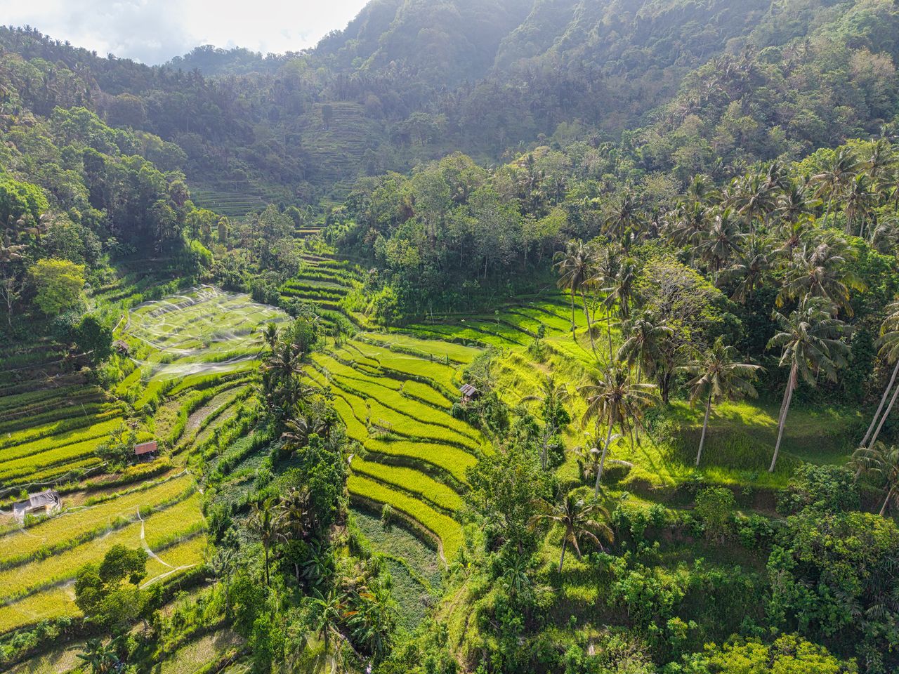 Rice terraces surrounded by tropical forest in Bali