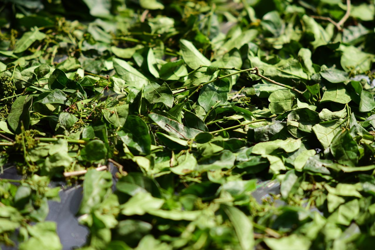 Green leaves drying in the sun outdoors
