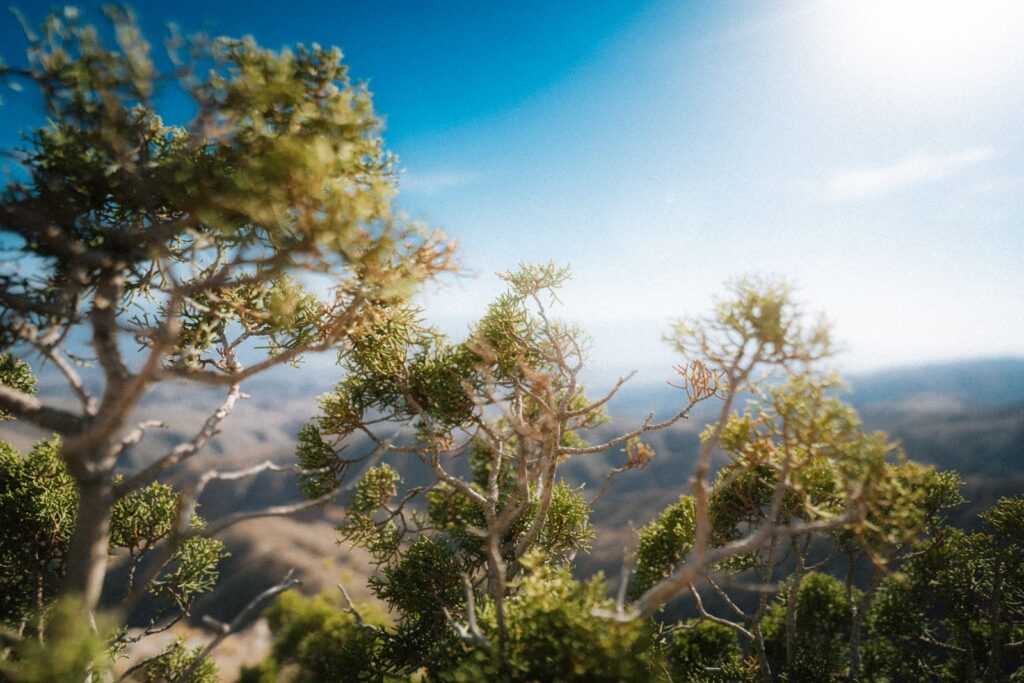 Captivating view of desert foliage under a clear blue sky at Joshua Tree, CA