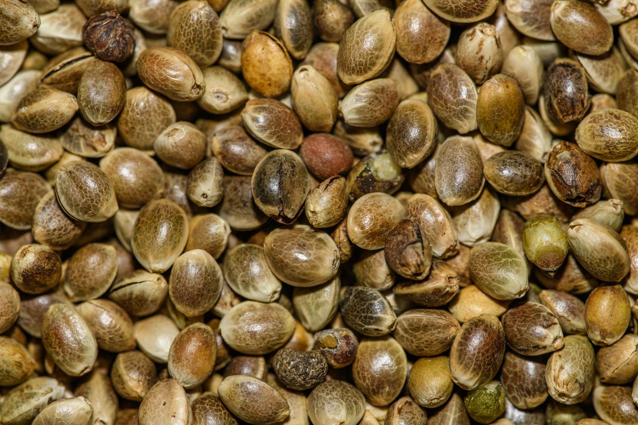 Close-up of hemp seeds