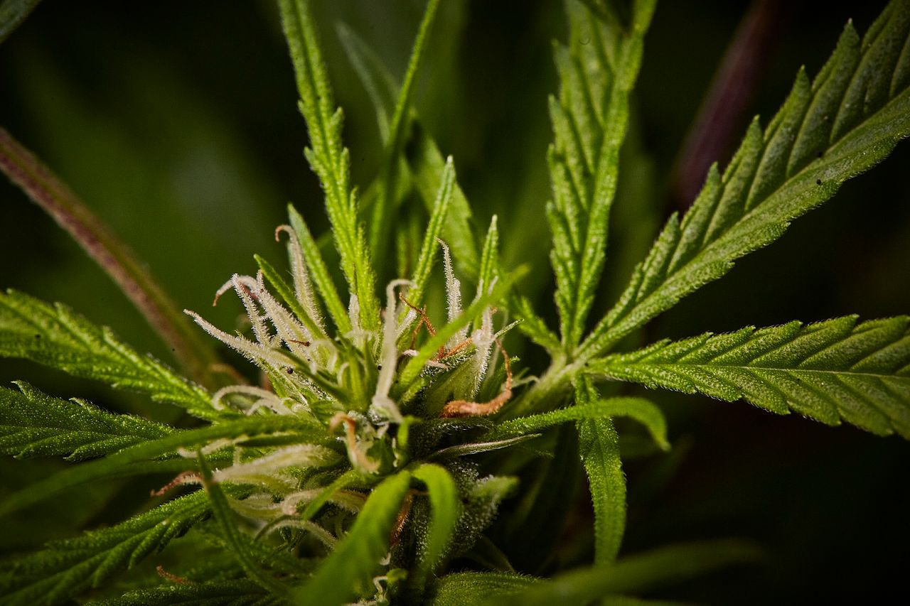Macro photo of cannabis plant leaves