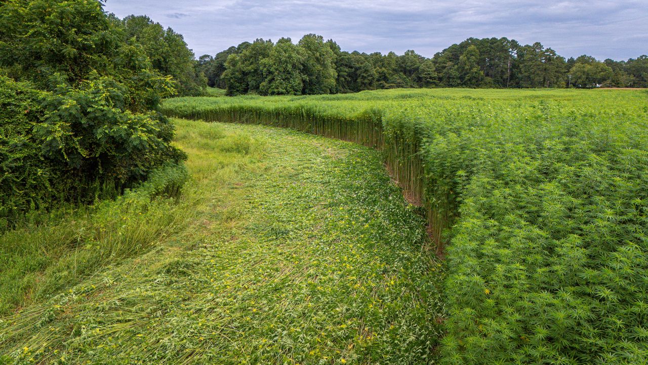 Hemp field bordered by trees under a cloudy sky