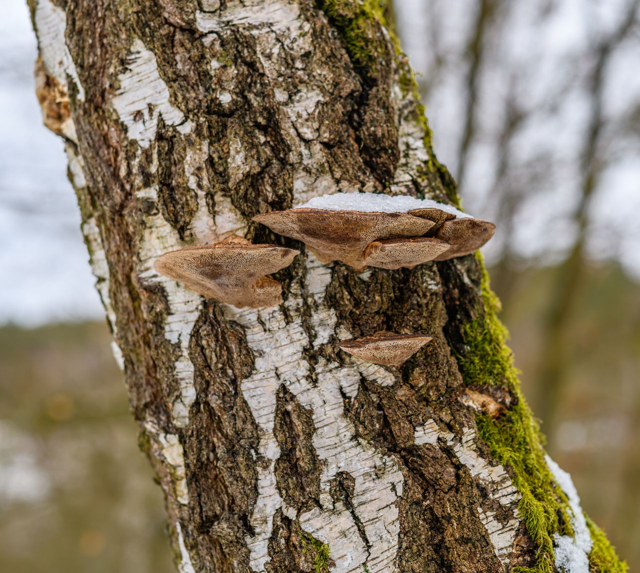 Polypore fungi growing on a birch trunk in a winter forest