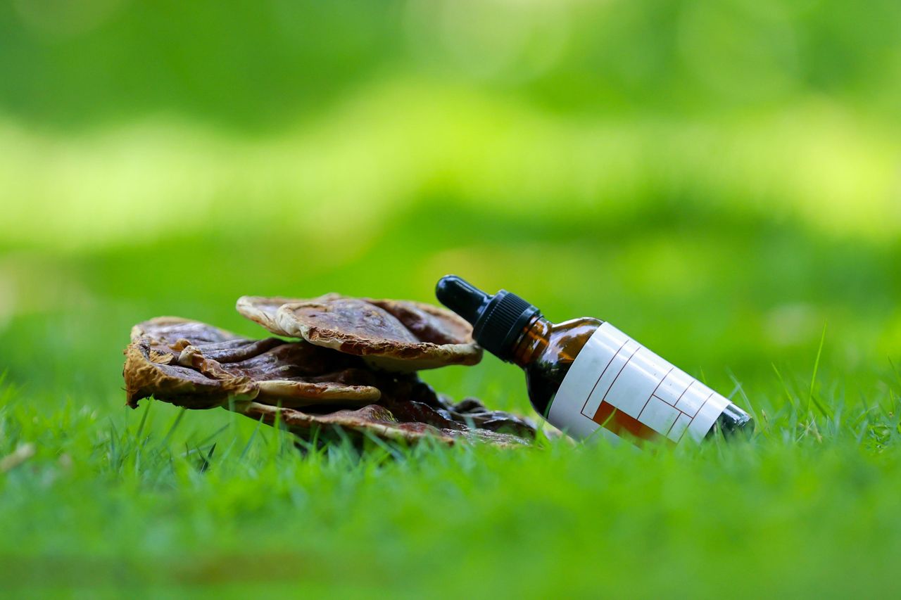 Reishi mushrooms beside a tincture dropper bottle on grass