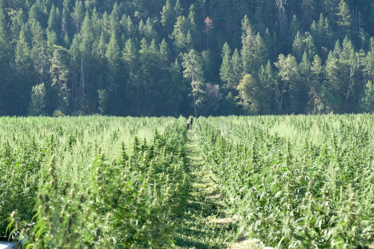 Cannabis field bordered by evergreen forest