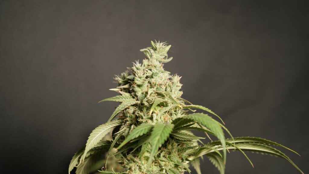 Mature cannabis plant with trichomes on a dark background