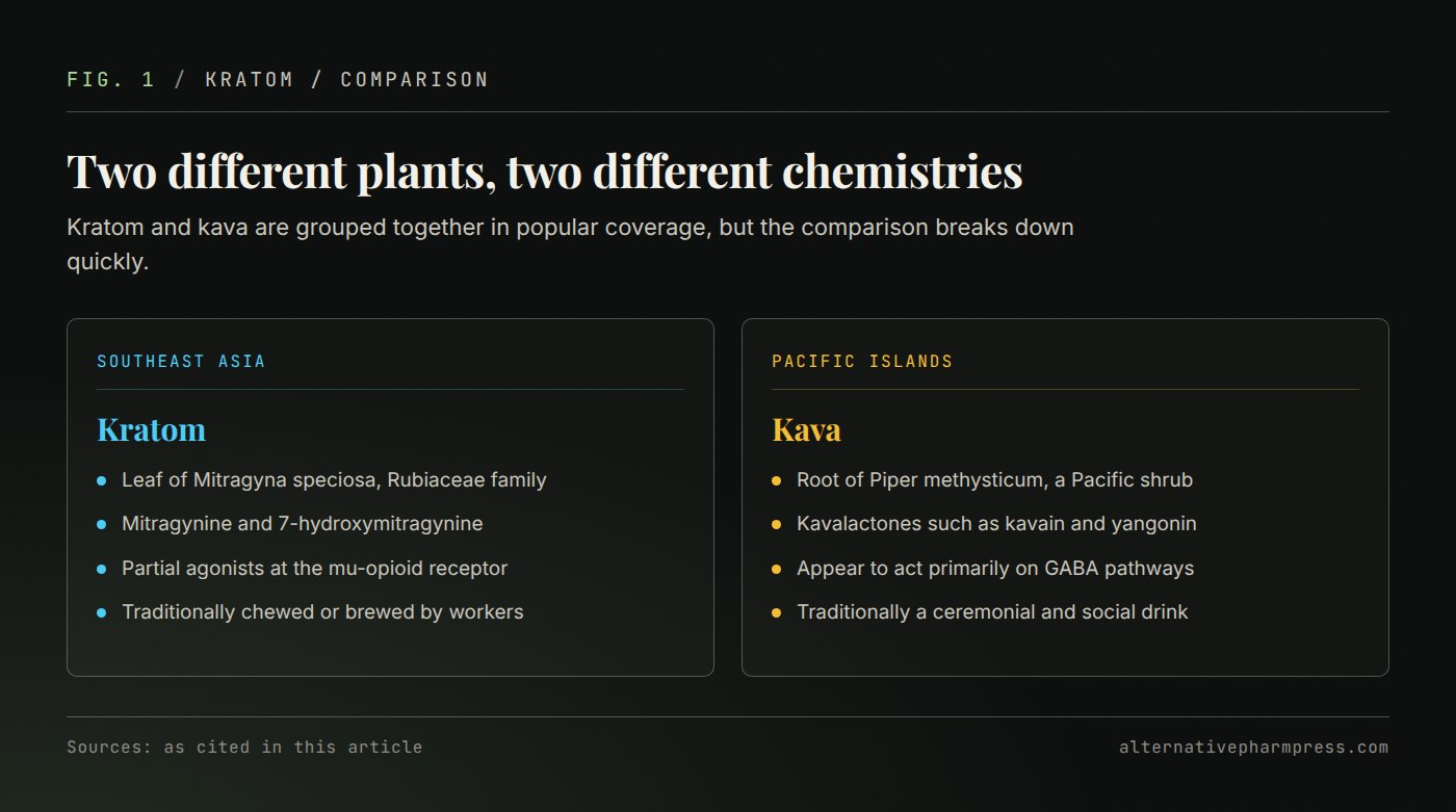 Two-column comparison of kratom and kava covering plant part, active compounds, mechanism and traditional use.