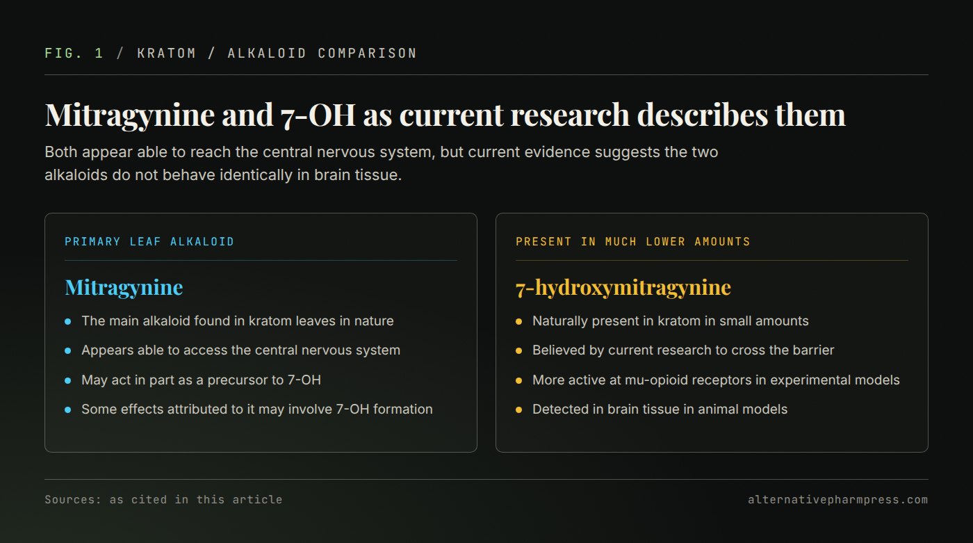 Two-column comparison of mitragynine and 7-hydroxymitragynine as described in current research.