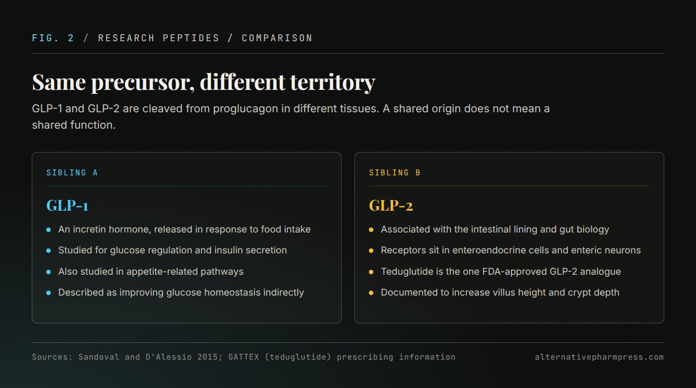 Two-column comparison of GLP-1 and GLP-2 covering where each acts and what the research literature associates with it.