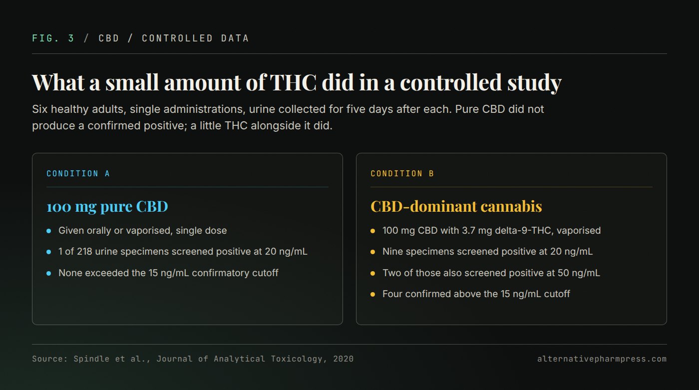 Two-column comparison of urine screening results after pure CBD and after CBD-dominant cannabis containing 3.7 milligrams of THC.