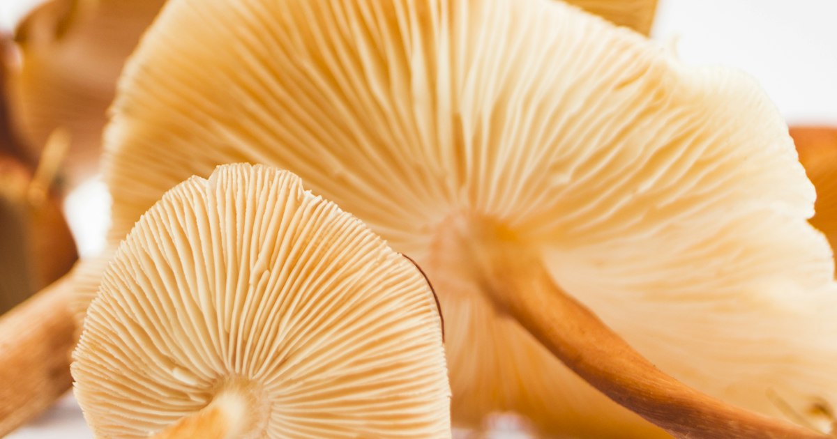 Close-up of pale mushroom caps and gills