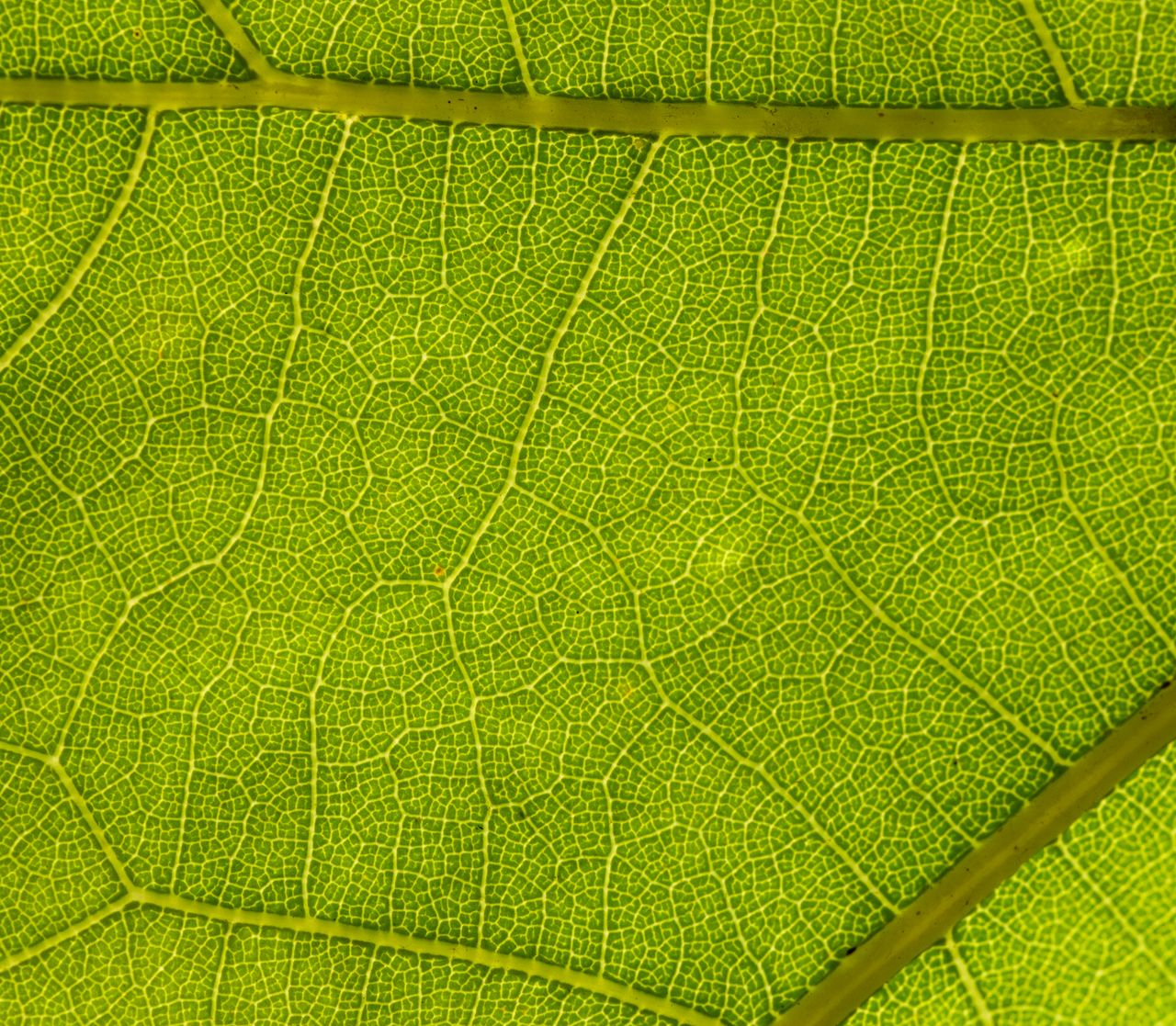 Macro shot of a green leaf showing vein patterns
