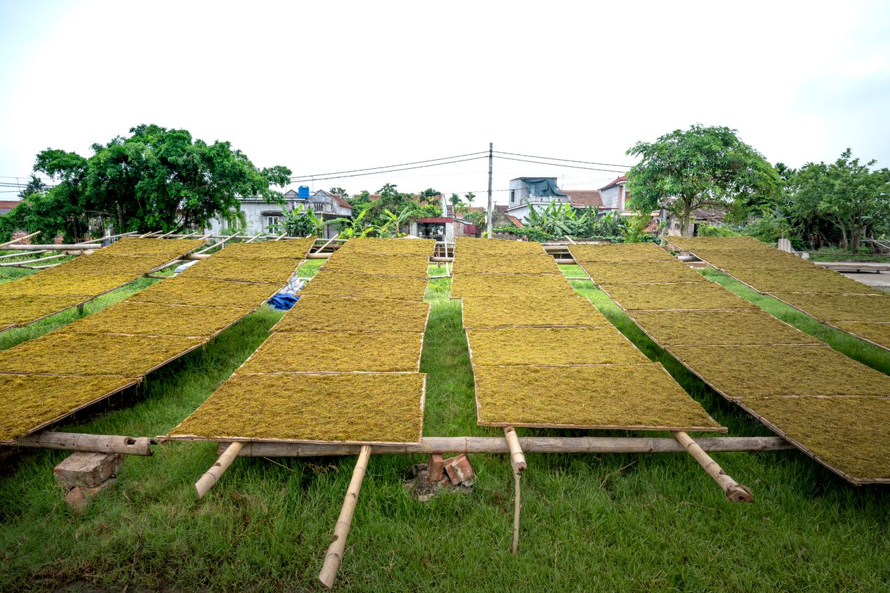 Green tea leaves drying on a field