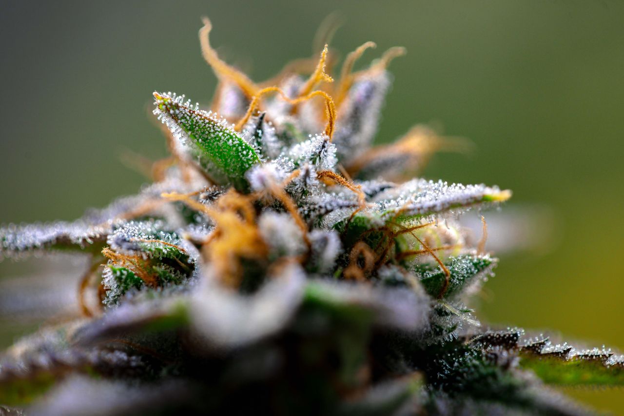 Cannabis bud with frosty trichomes outdoors