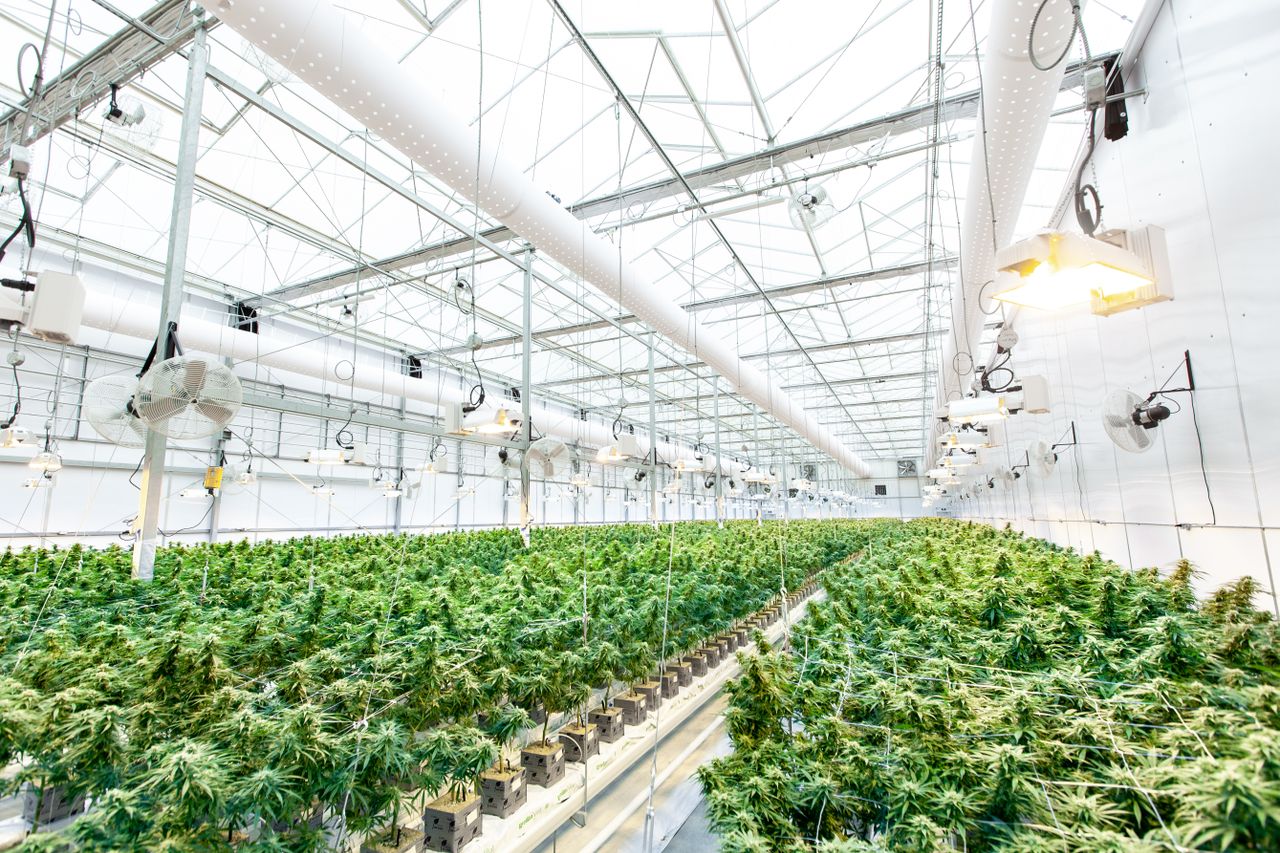 Cannabis plants growing inside a greenhouse