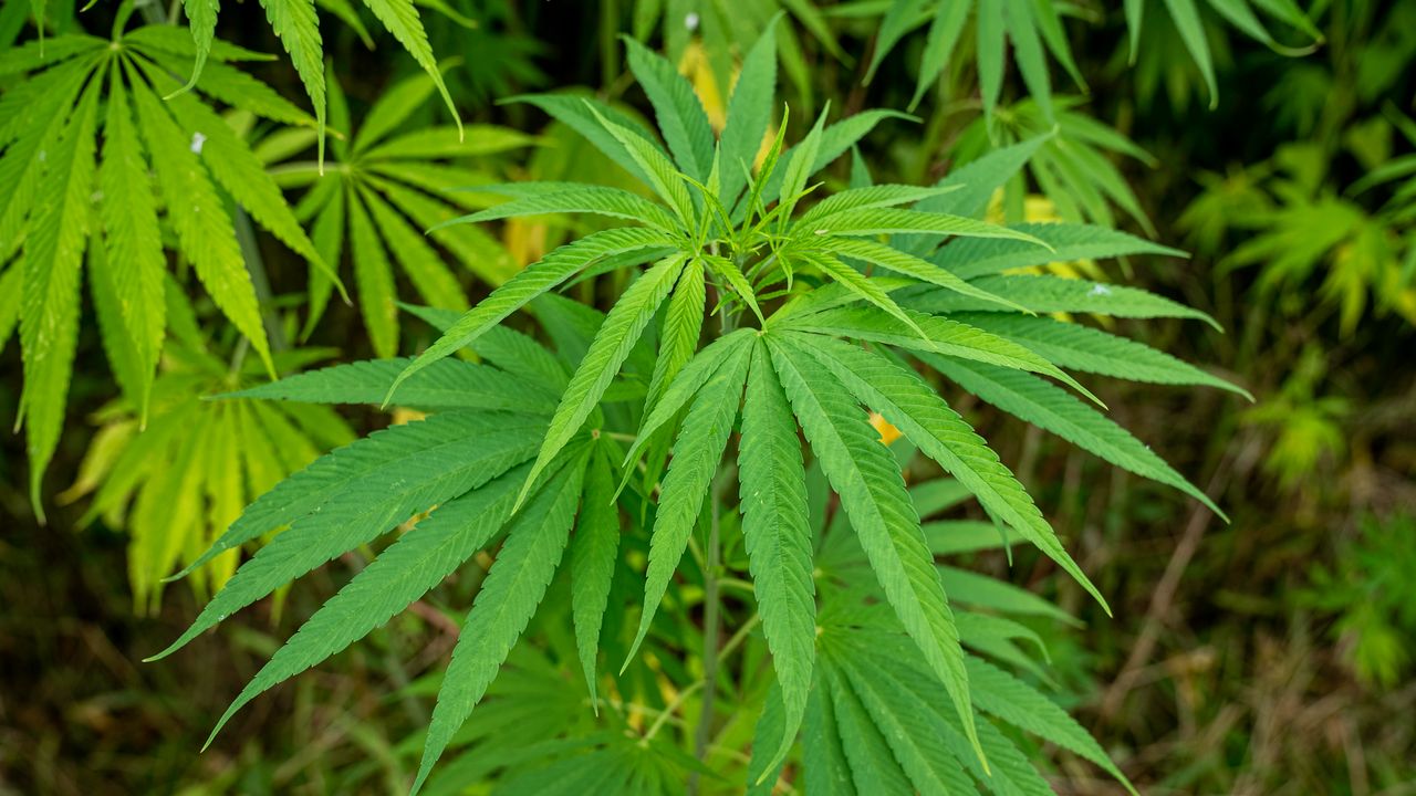 Green cannabis leaves outdoors