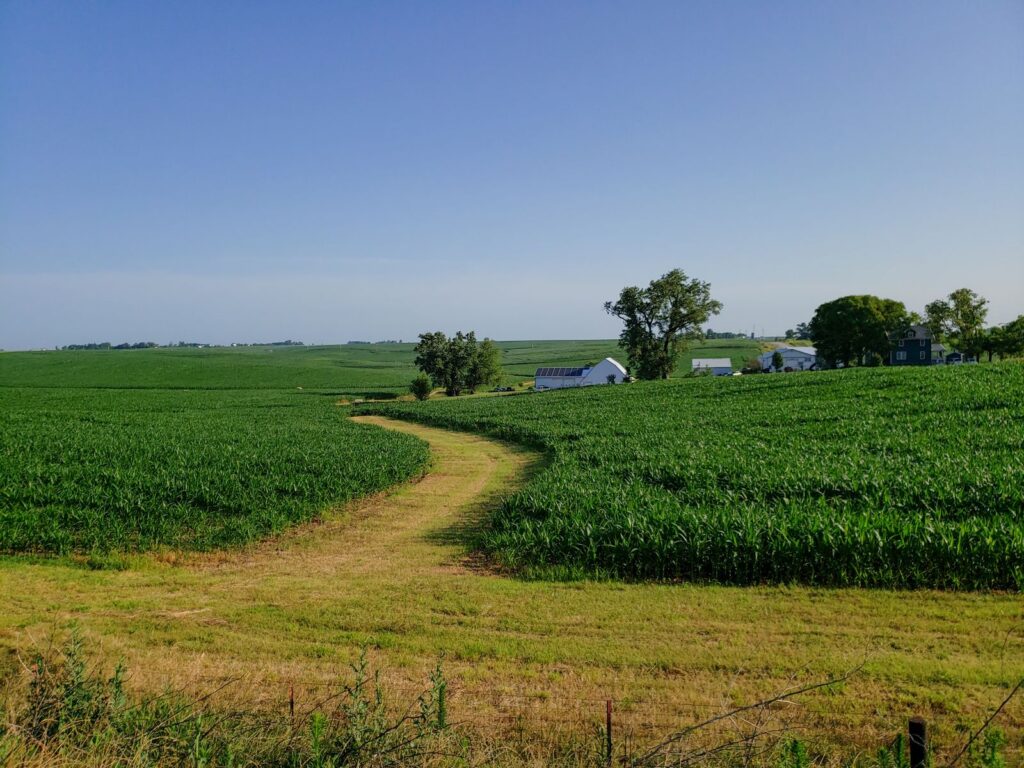 Lush green cornfields under a clear blue sky in rural Iowa countryside