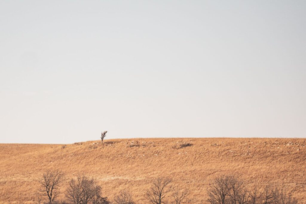 A lone tree stands on a dry Kansas prairie under a clear sky, offering a serene