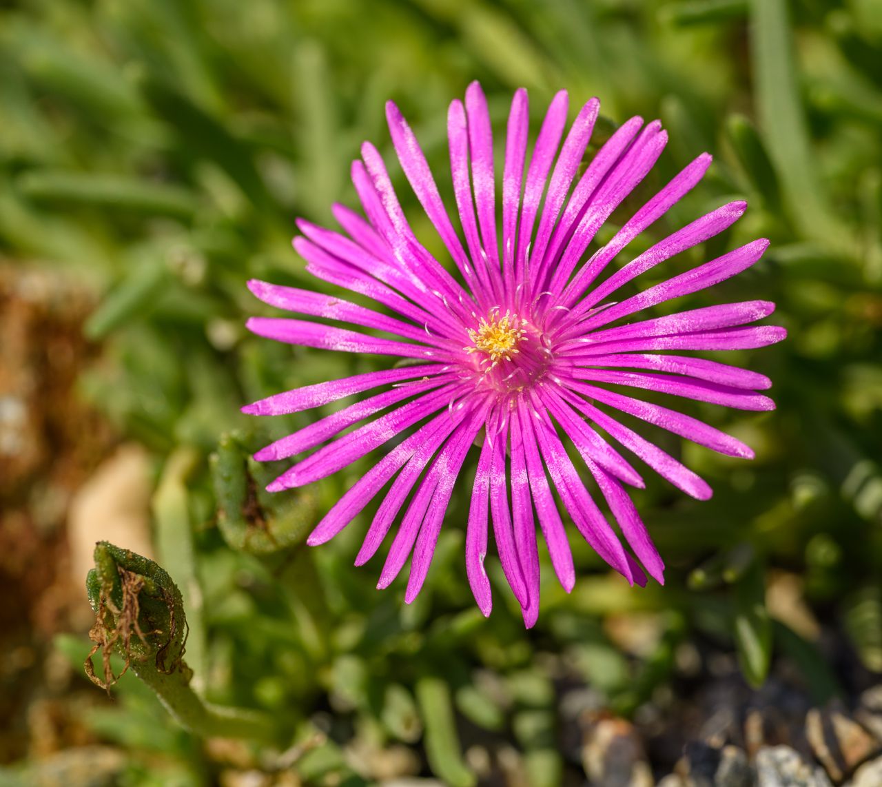 Purple ice plant flower in bloom