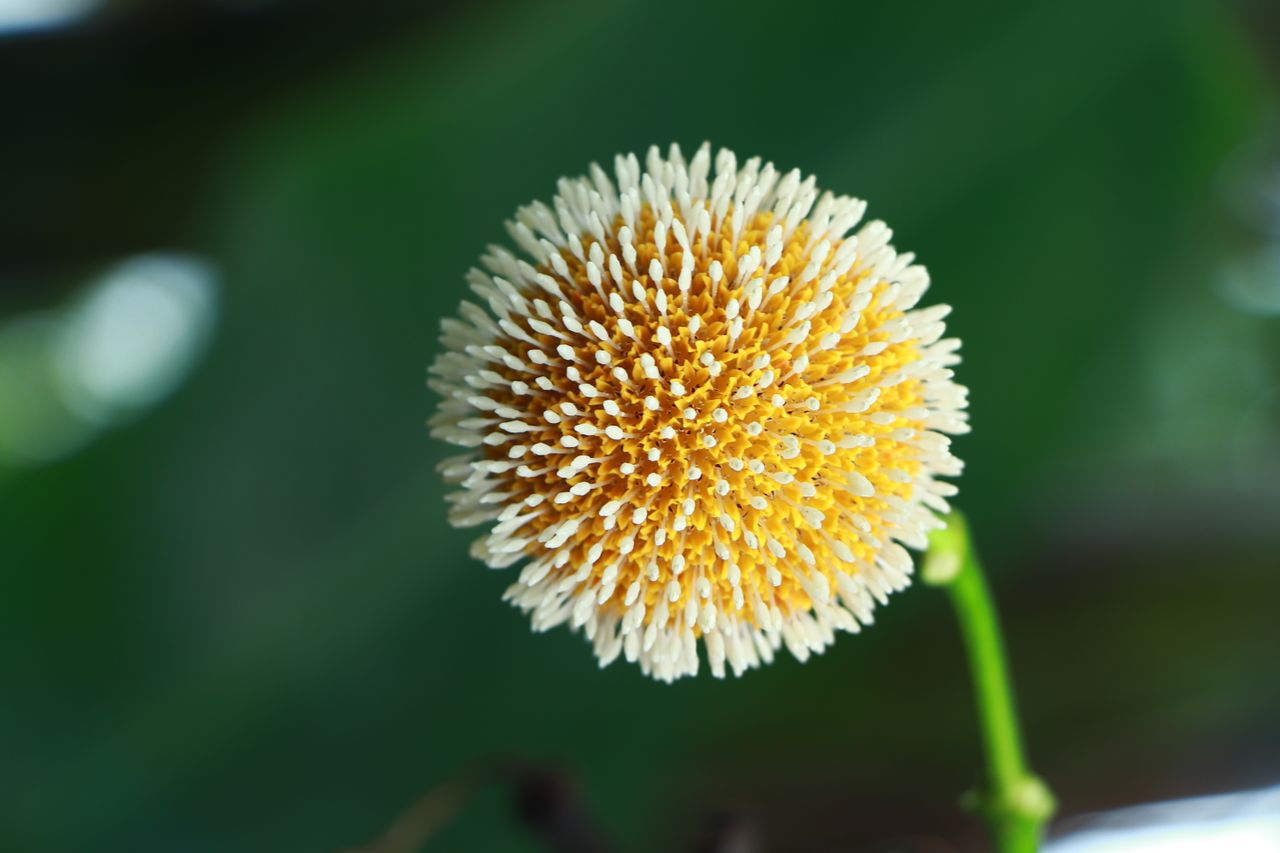 Mitragyna speciosa (kratom) flower against green foliage
