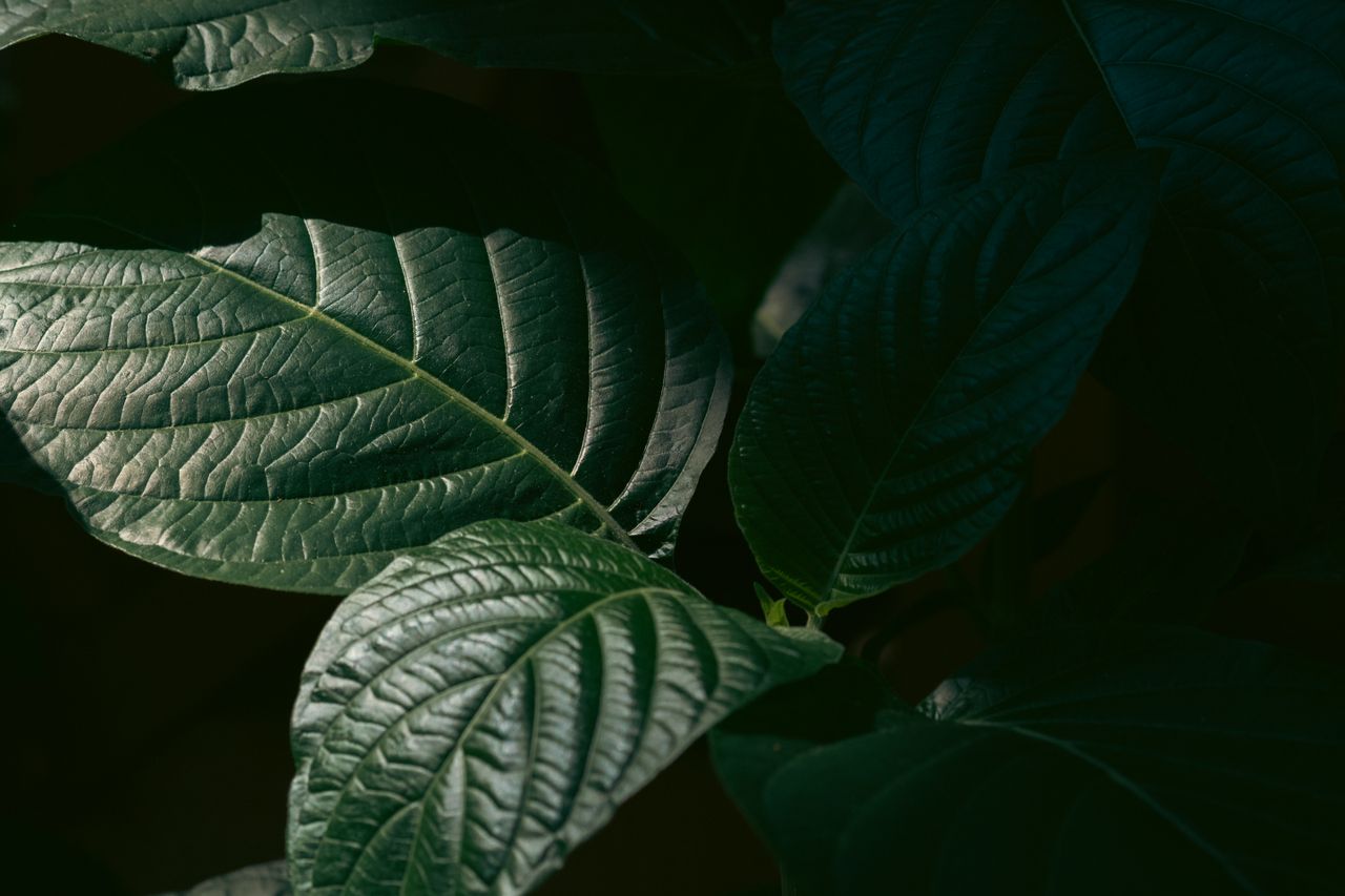 Close-up of lush green leaves showing texture and veins