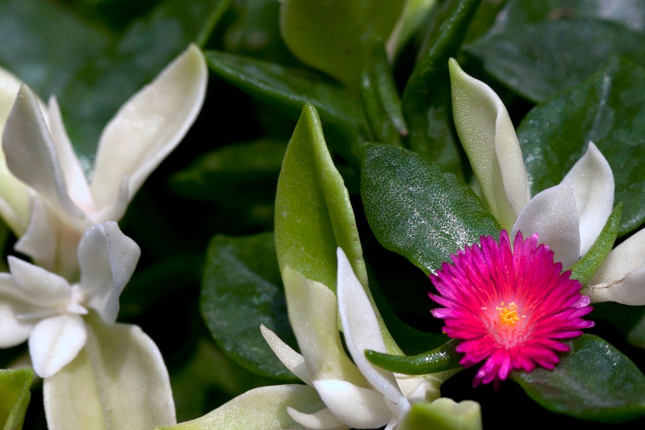 Pink ice plant flower among glossy leaves