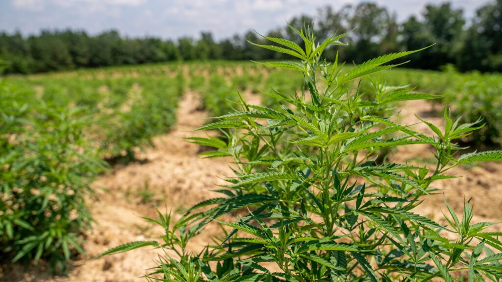 Hemp growing in a field