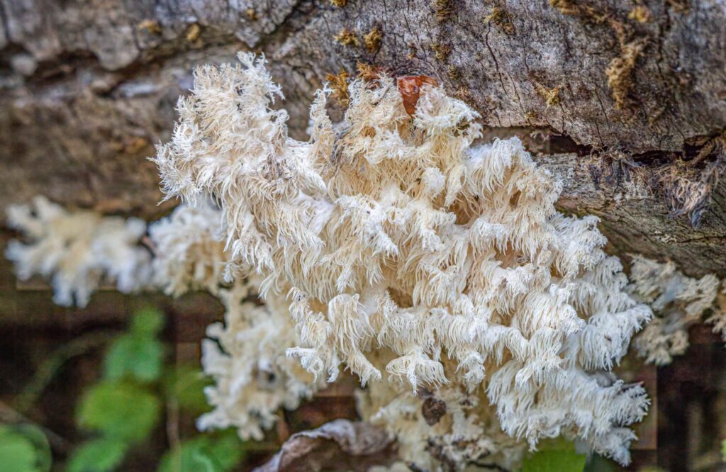 Hericium (lion's mane) fungus growing on a tree trunk
