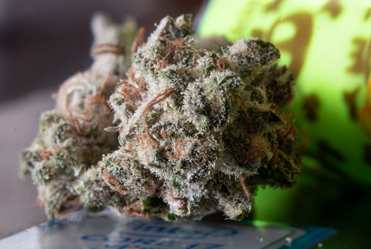 Macro photograph of cannabis bud trichomes