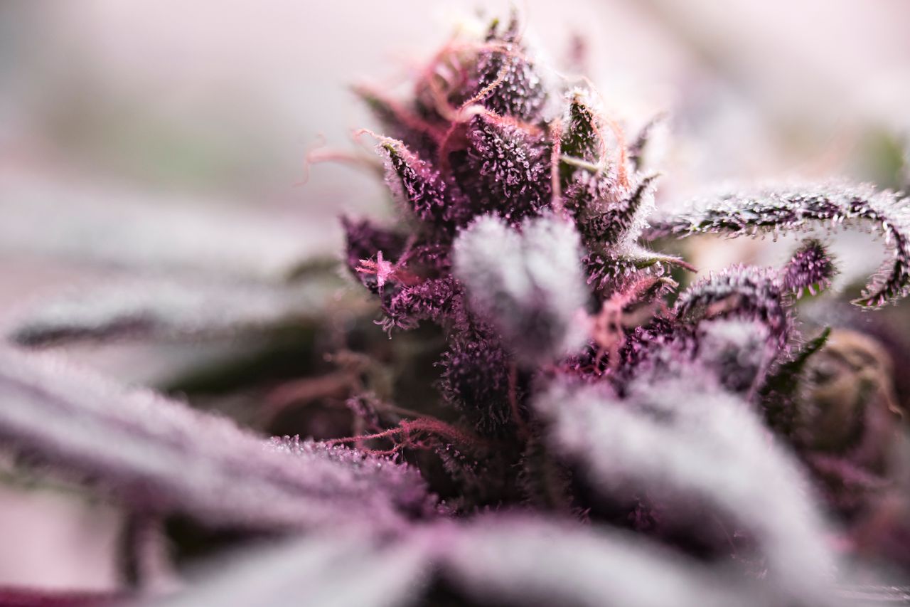 Macro shot of a frosty cannabis bud