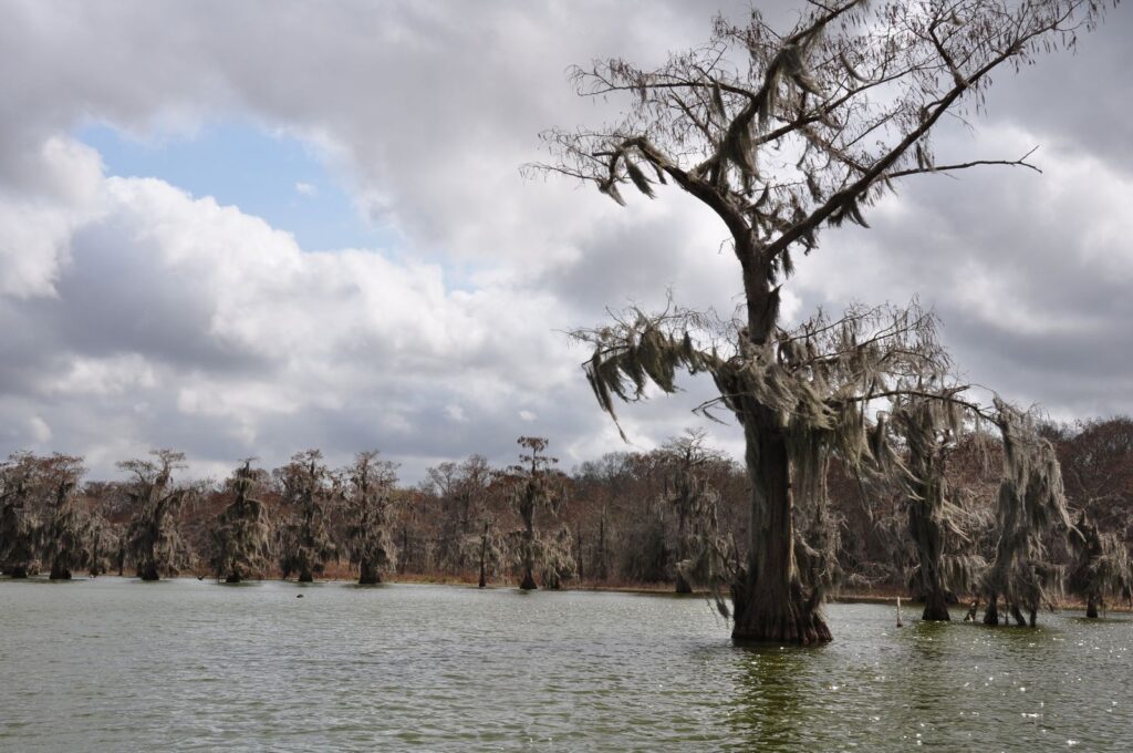 Mystical view of Spanish moss draped cypress trees in a Louisiana swamp
