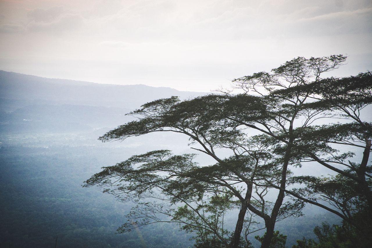 Misty mountain landscape with trees in Bali