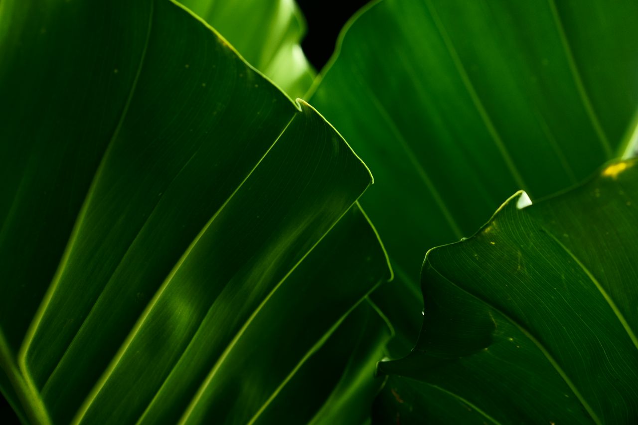 Tropical green leaves with vivid veins