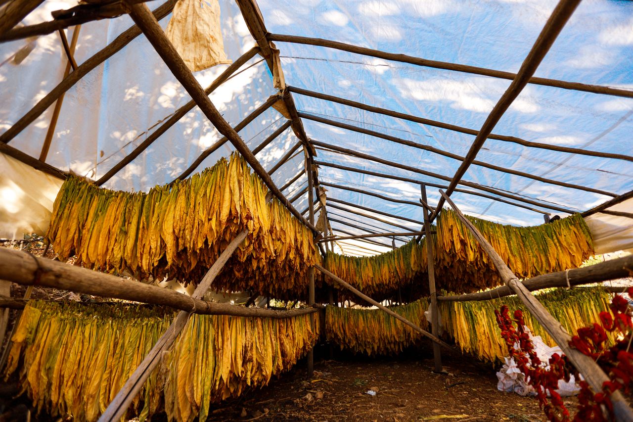 Leaves hanging to dry in a greenhouse