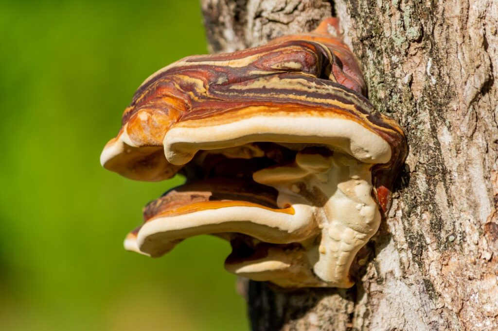 Colourful Ganoderma (reishi) fungi growing on a tree trunk