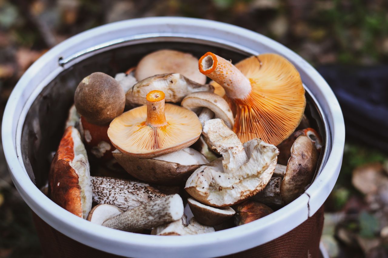 Basket of freshly foraged wild mushrooms