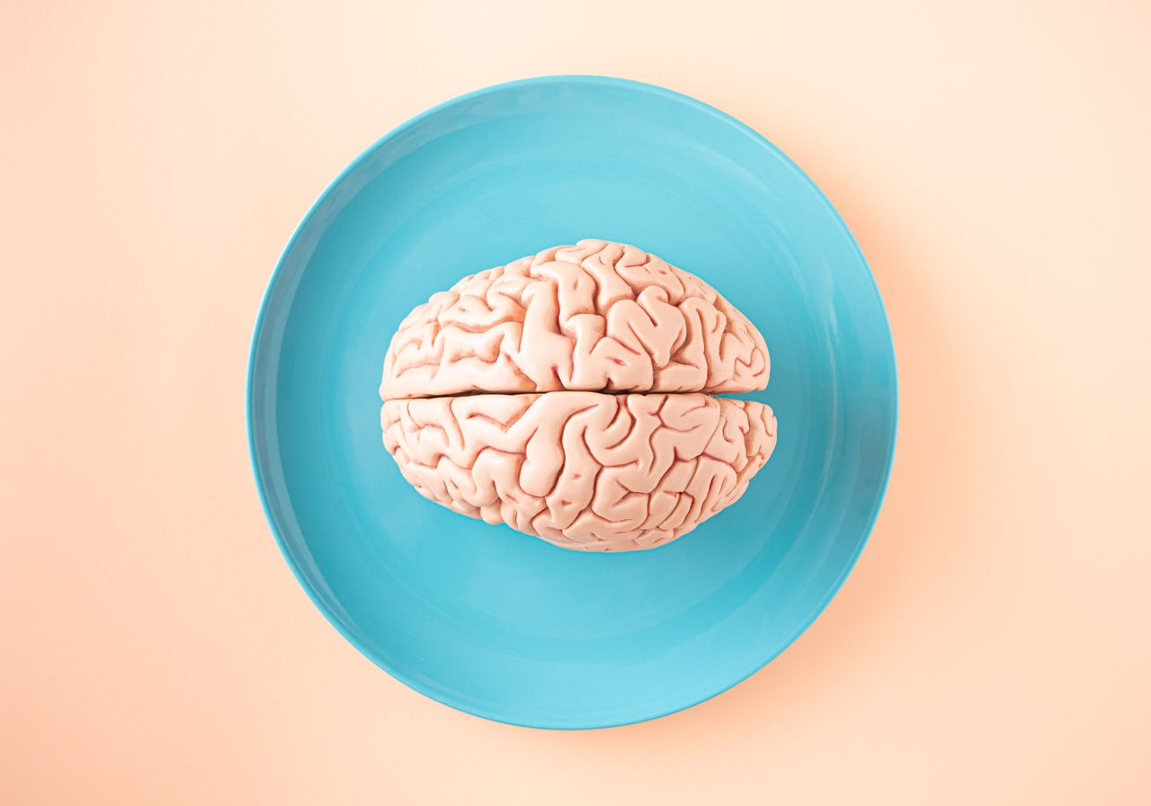Human brain model on a blue plate
