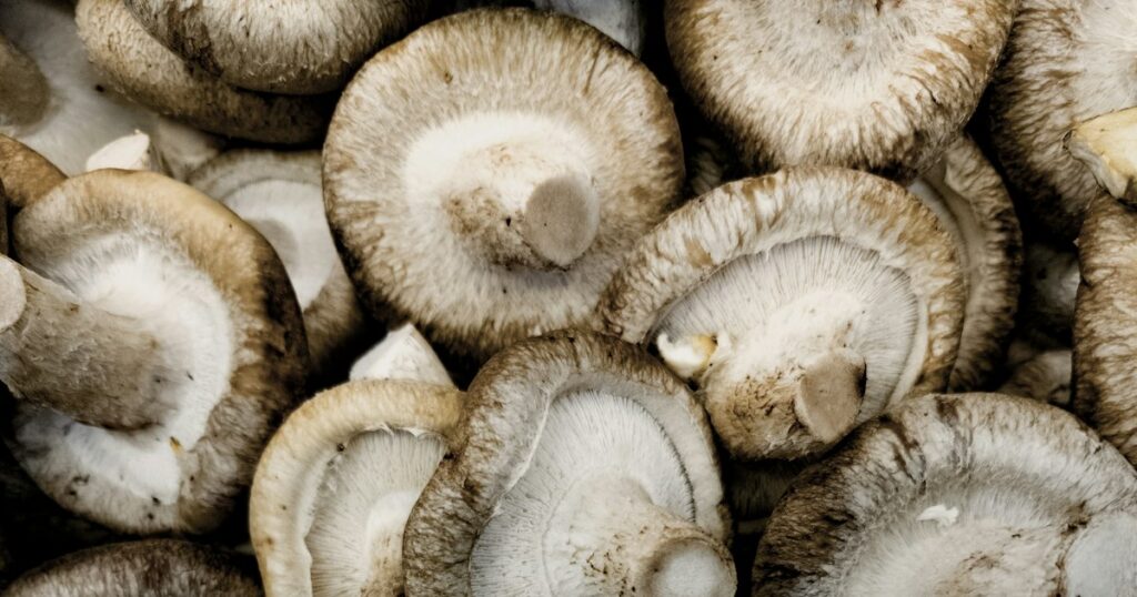 A pile of fresh shiitake mushrooms
