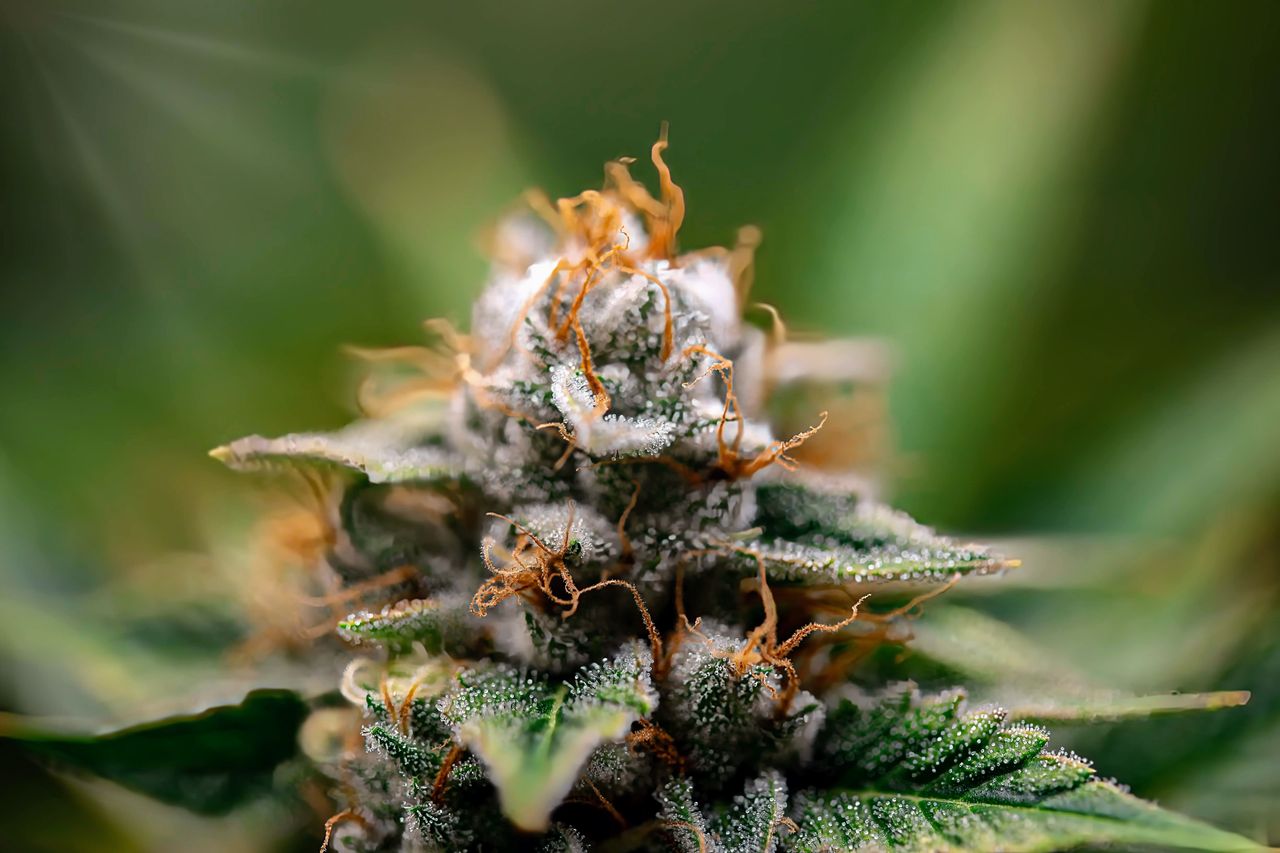 Macro shot of a frosty cannabis bud with trichomes