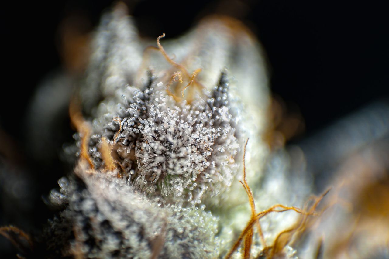 Macro shot of glistening cannabis trichomes