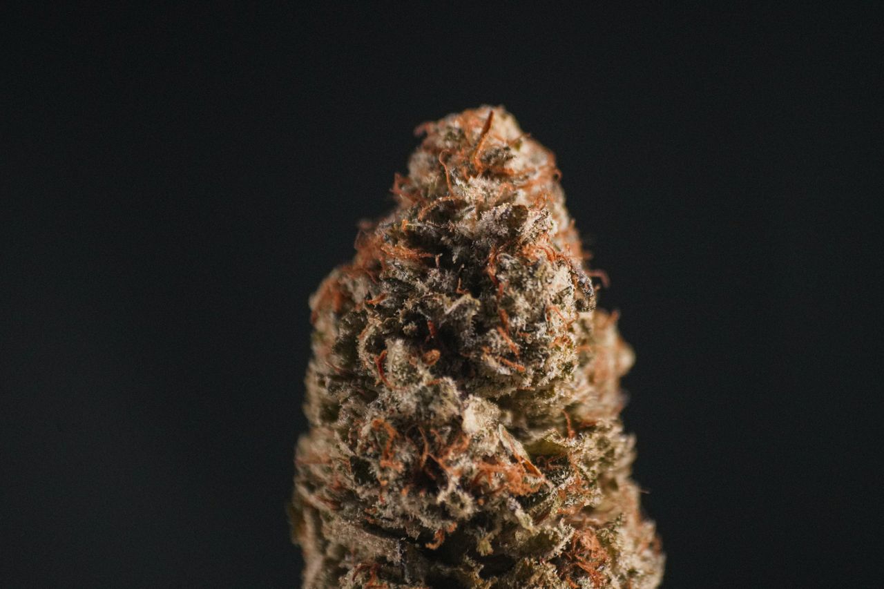Close-up of a cannabis bud showing trichomes and texture