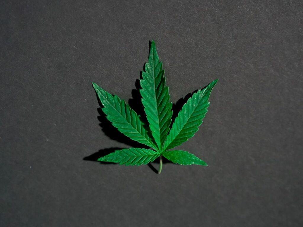 Single green cannabis leaf on a dark background