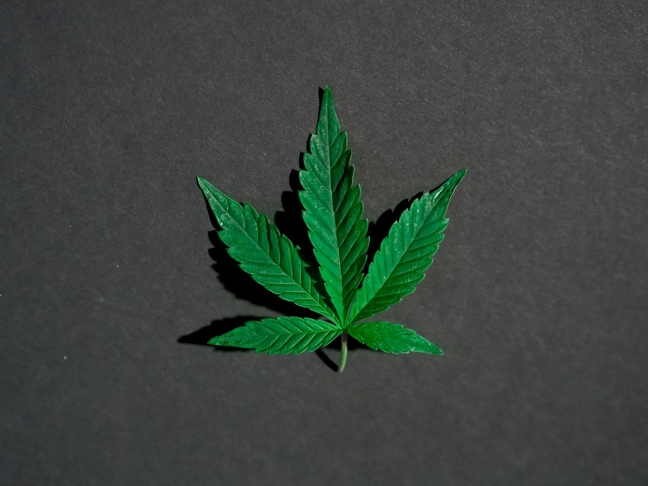 Single green cannabis leaf on a dark background