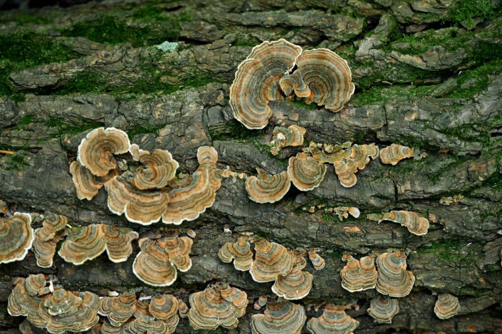 Turkey Tail vs Reishi: PSK, Cochrane Evidence and Safety Compared